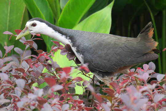 Image of White-breasted Waterhen