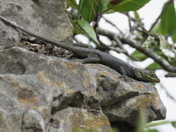 Image of Sceloporus oberon Smith & Brown 1941