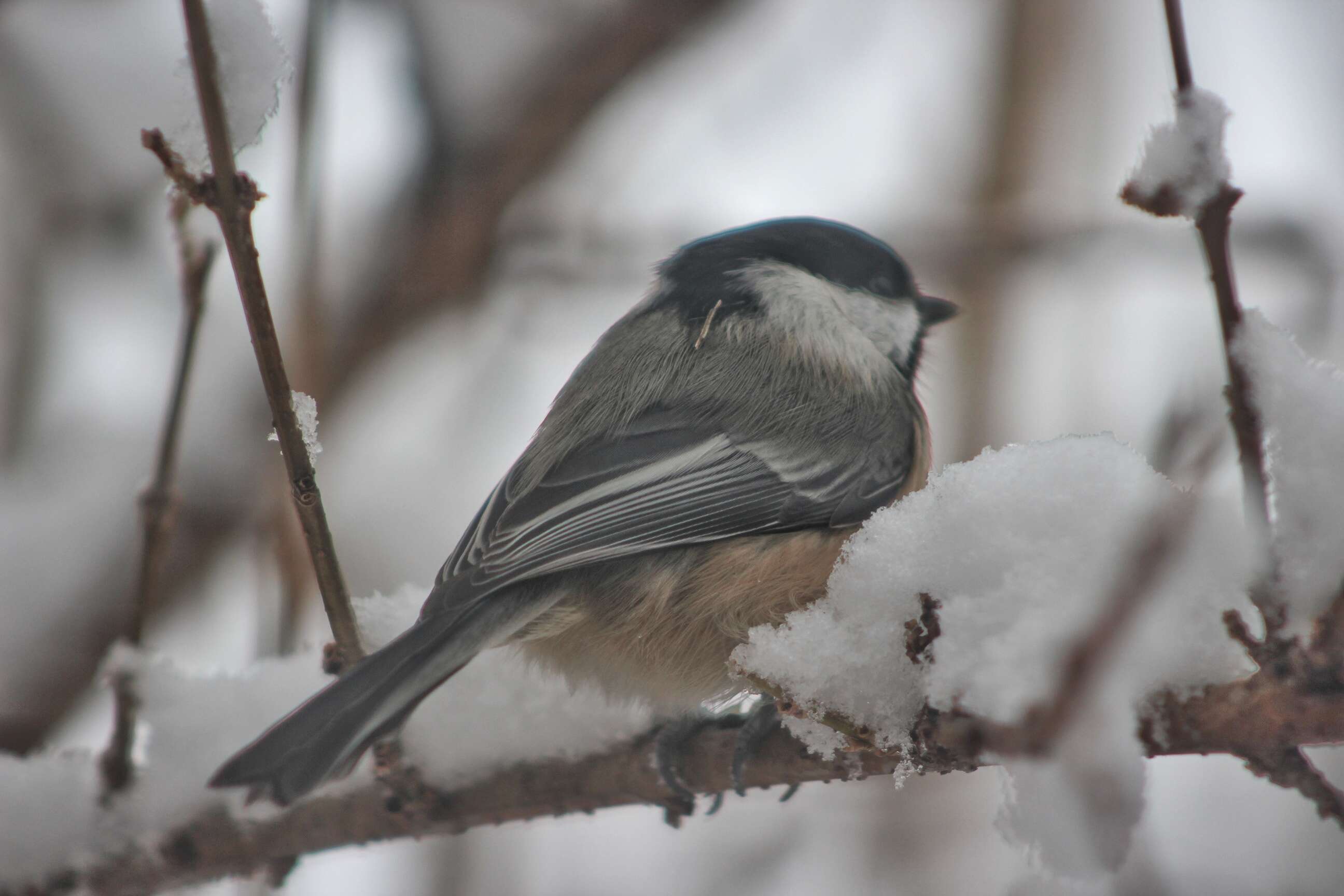 Image of Black-Capped Chickadee