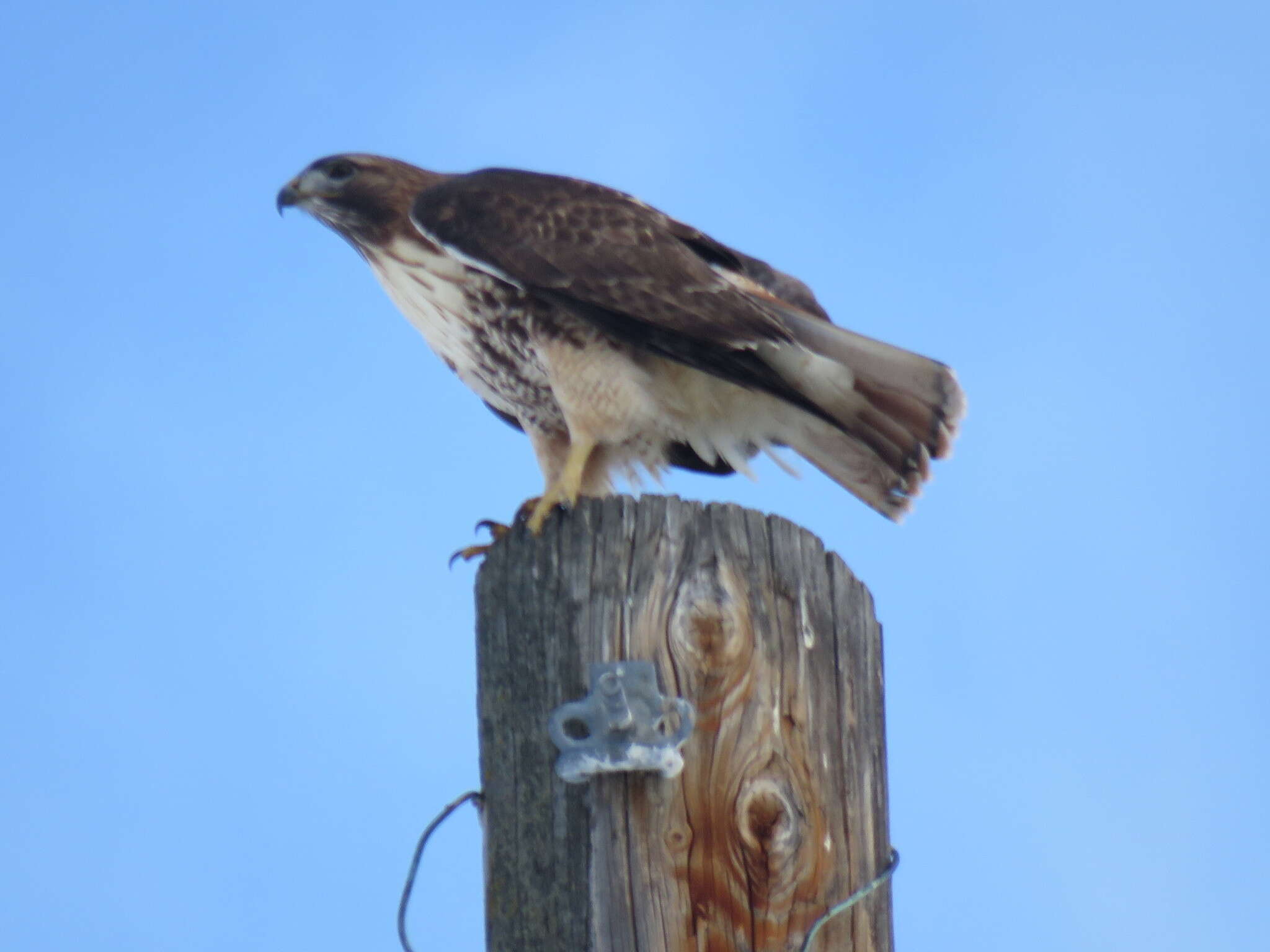 Imagem de Buteo jamaicensis calurus Cassin 1855