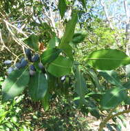 Image de Chionanthus ramiflorus Roxb.