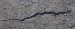 Image of Thamnophis atratus atratus (Kennicott ex Cooper 1860)