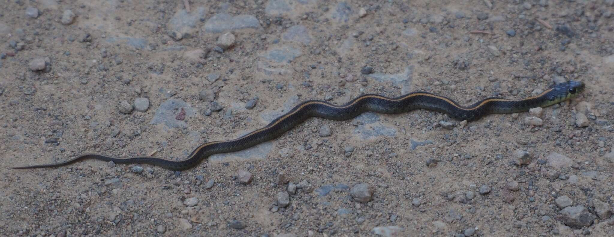 Image of Thamnophis atratus atratus (Kennicott ex Cooper 1860)