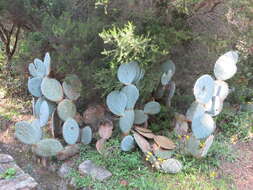 Image of Opuntia robusta H. L. Wendl. ex Pfeiff.