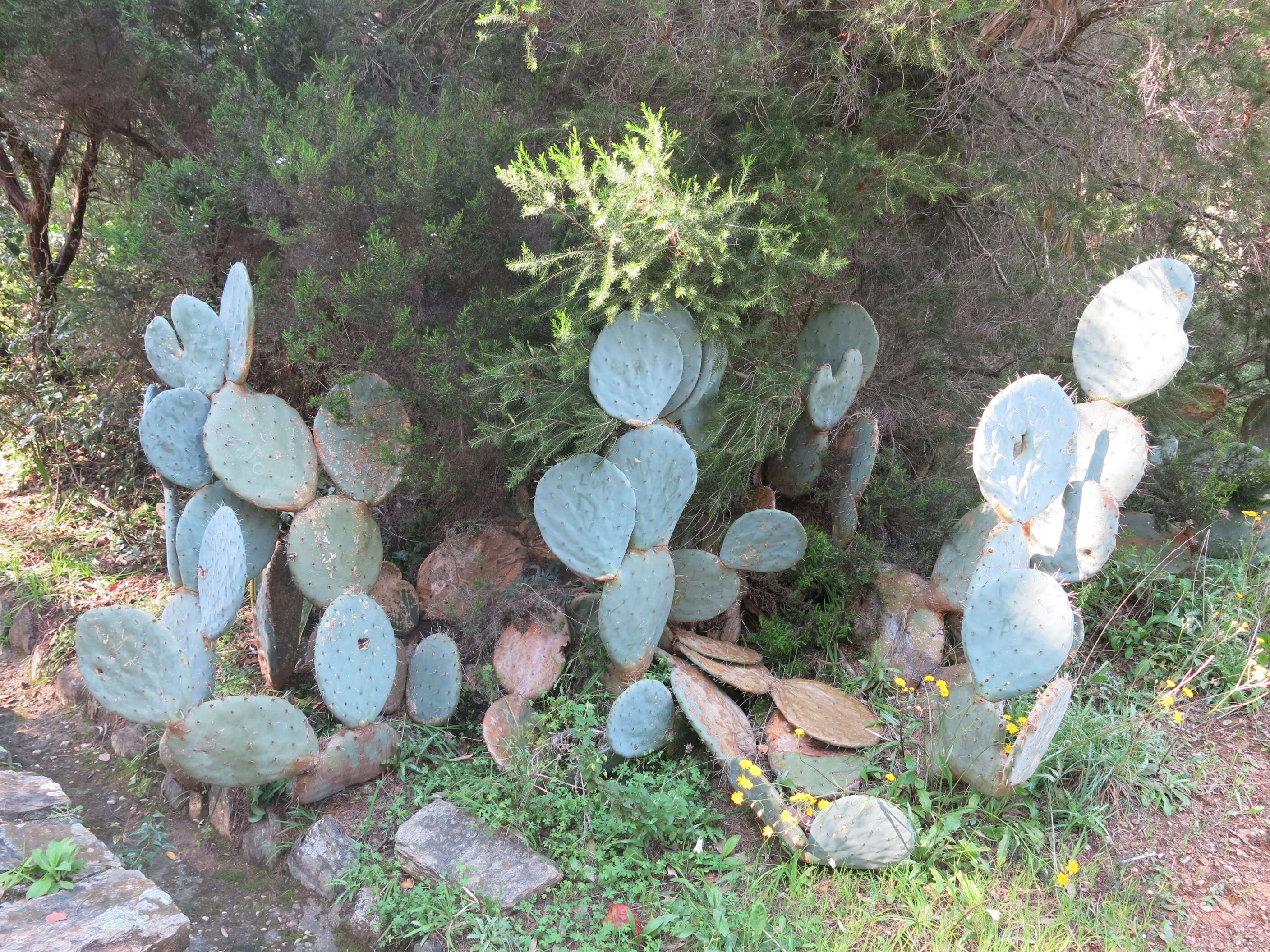 Image of Opuntia robusta H. L. Wendl. ex Pfeiff.