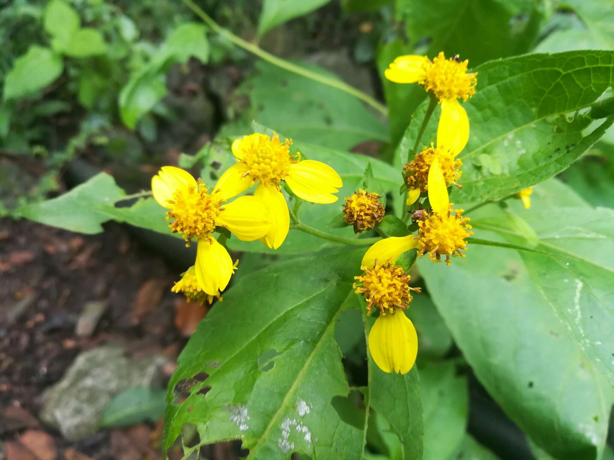 Image of Greenmaniella resinosa (S. Wats.) Sharp