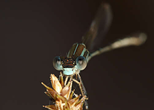 Image of Austrolestes leda (Selys 1862)