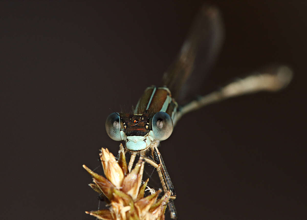 Image de Austrolestes leda (Selys 1862)