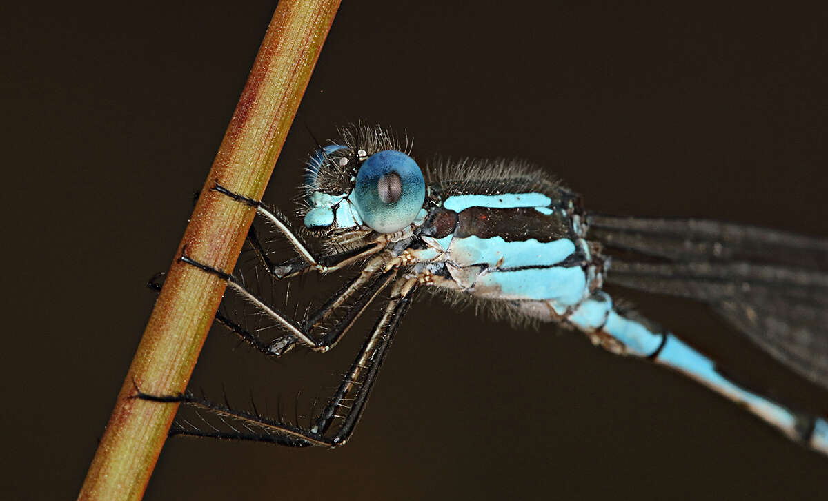 Image de Austrolestes leda (Selys 1862)