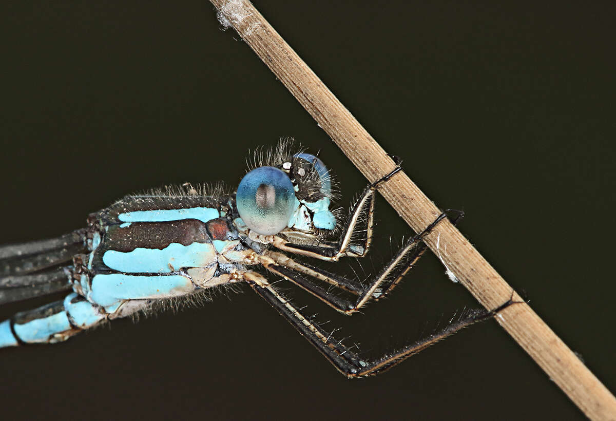 Image of Austrolestes leda (Selys 1862)