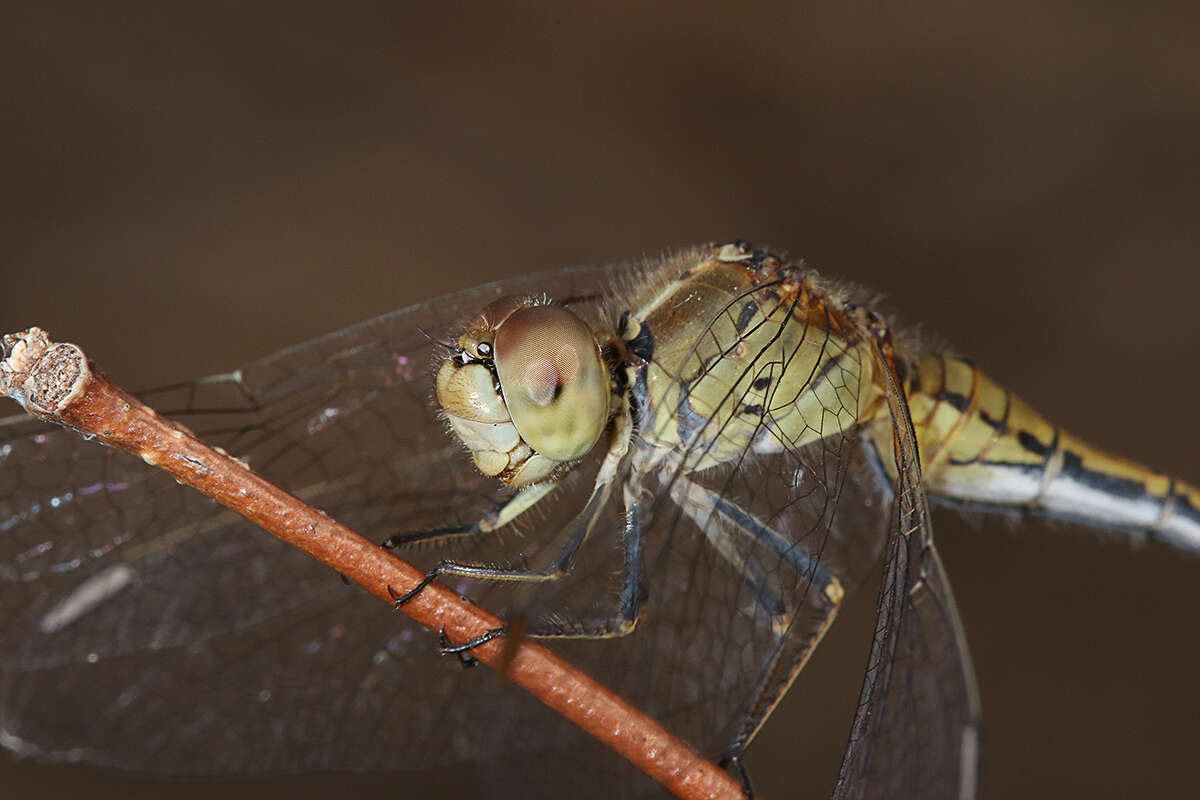 Imagem de Diplacodes bipunctata (Brauer 1865)