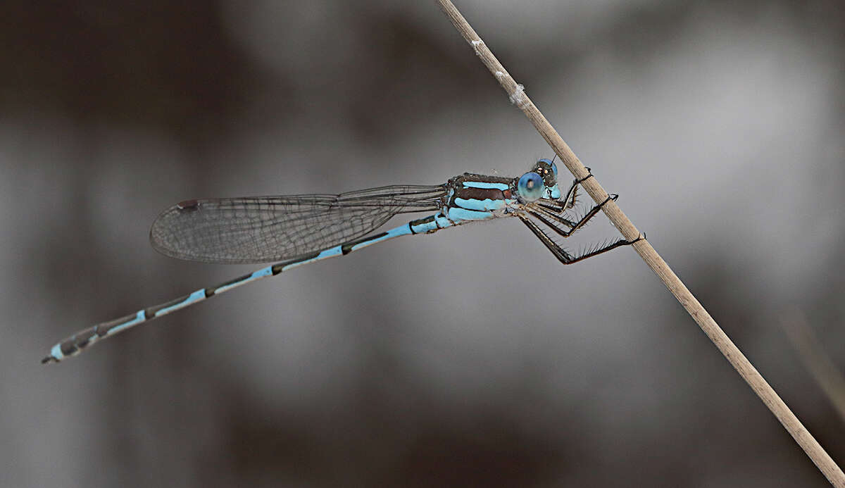 Image of Austrolestes leda (Selys 1862)