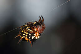 Image of Austracantha