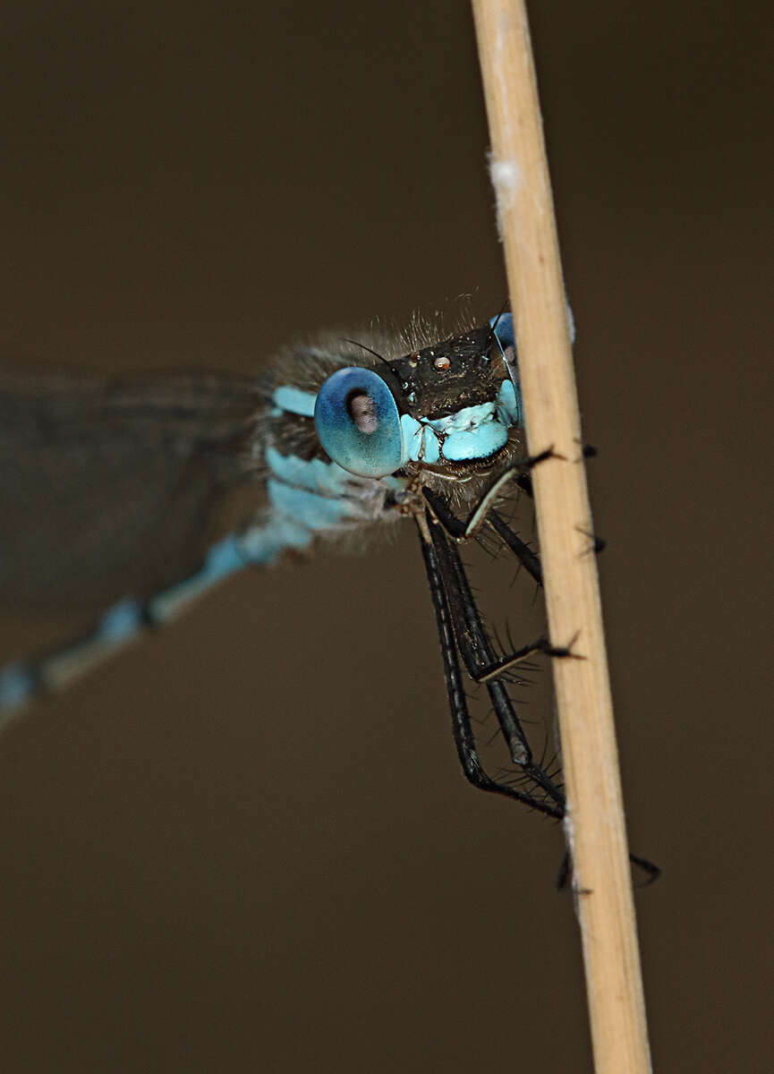 Image of Austrolestes leda (Selys 1862)