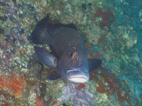 Image of Dotted sweetlips