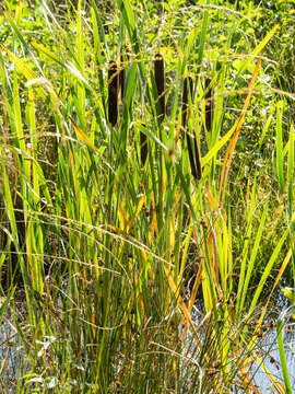 Image of Bulrush