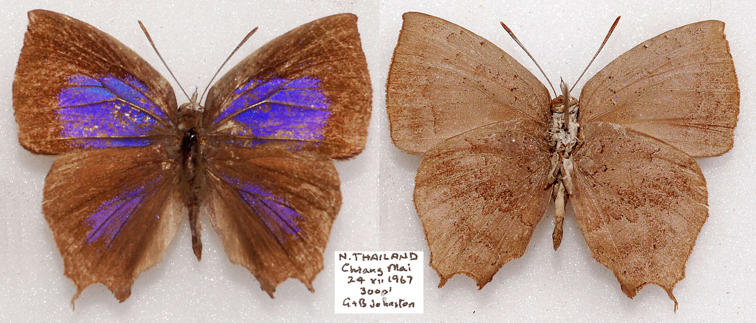 Surendra quercetorum (Moore 1857) resmi