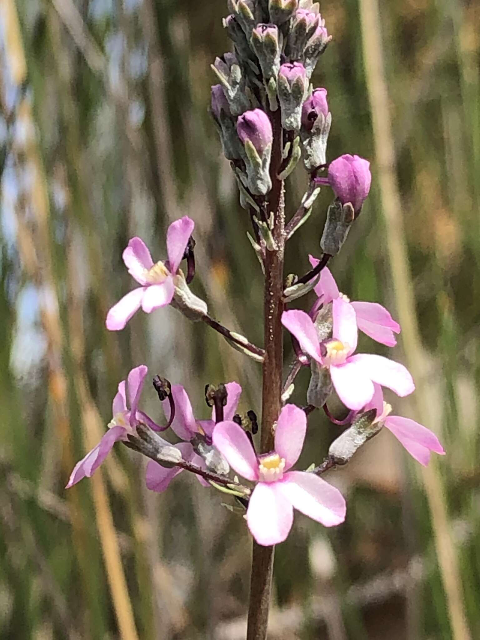 Stylidium brunonianum subsp. brunonianum resmi