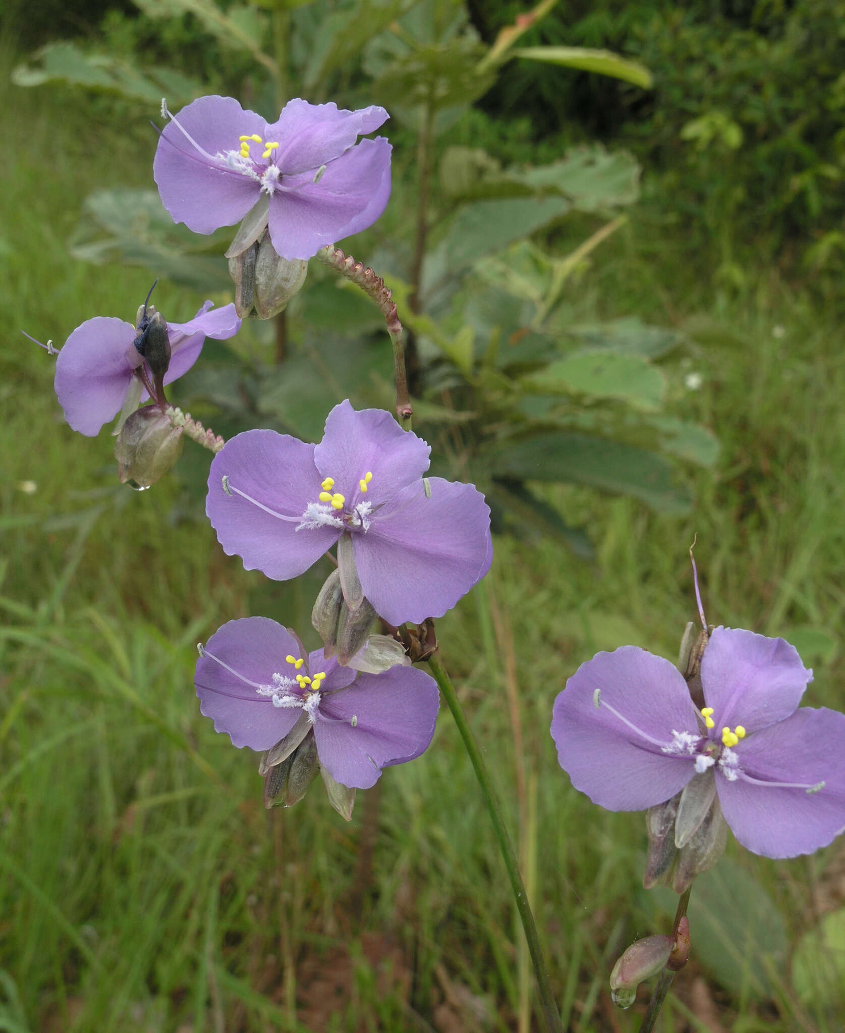 Sivun Murdannia macrocarpa D. Y. Hong kuva