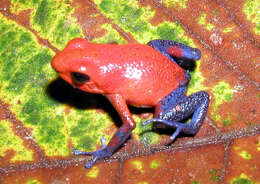 Image of Flaming Poison Frog