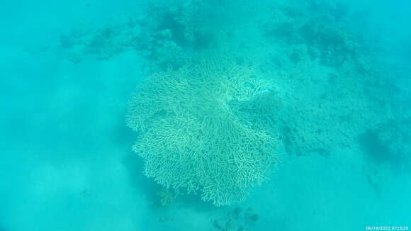 Image of Table coral