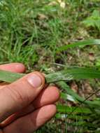 Image of Nottoway Valley brome