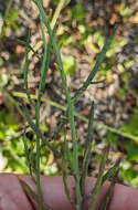 Imagem de Coincya monensis subsp. cheiranthos (Vill.) Aedo, Leadlay & Muñoz Garm.