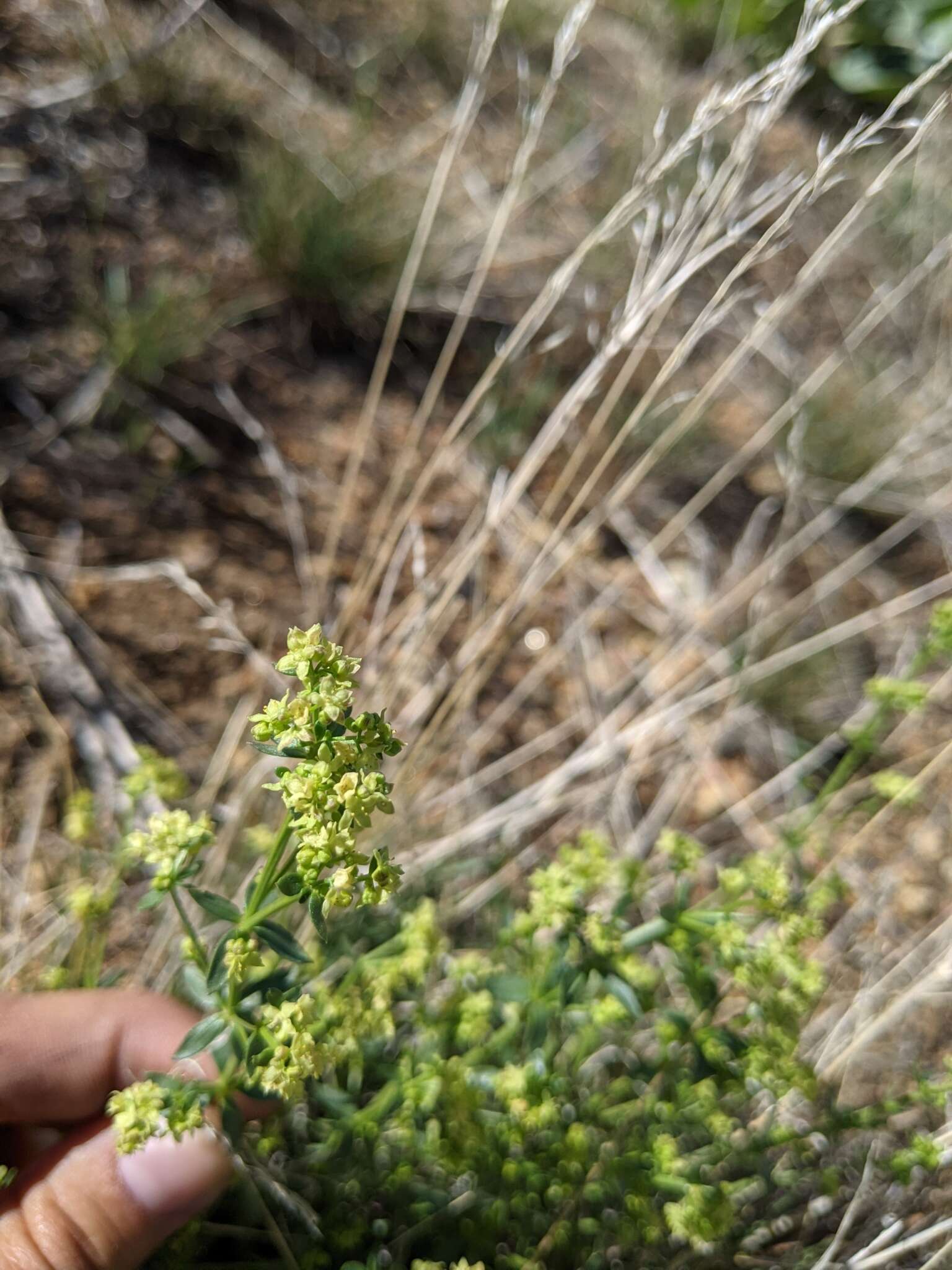 Imagem de Galium multiflorum Kellogg