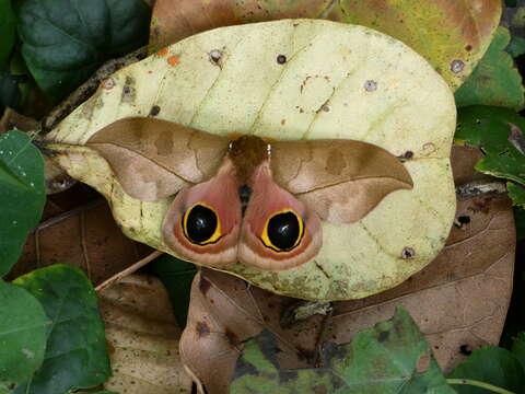 Image of Automeris melanops (Walker 1865)