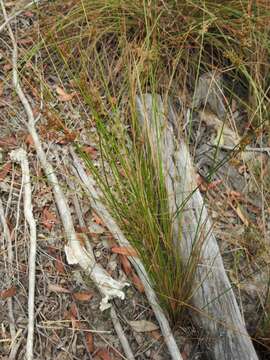 Image of Juncus continuus L. A. S. Johnson