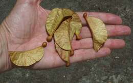 Image of Heritiera trifoliolata (F. Müll.) Kosterm.