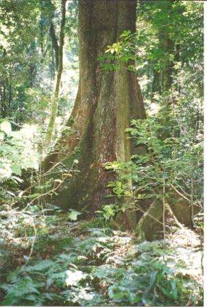 Image of Heritiera actinophylla subsp. actinophyllum (Bailey) Edlin