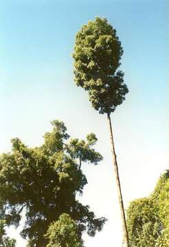 Image of Heritiera actinophylla subsp. actinophyllum (Bailey) Edlin