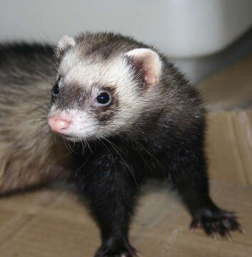 Image of domestic ferret