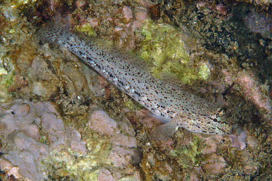 Image of Bucchich's Goby