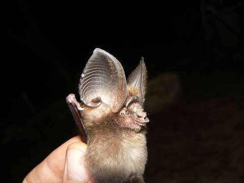 Image of Hipposideros jonesi Hayman 1947