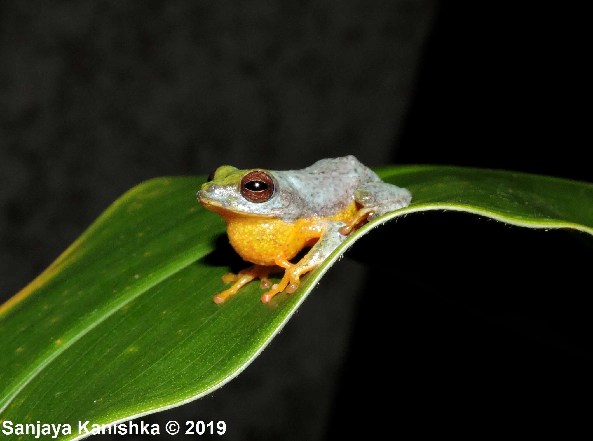 Plancia ëd Pseudophilautus asankai (Manamendra-Arachchi & Pethiyagoda 2005)