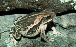 Image of gulf coast toad