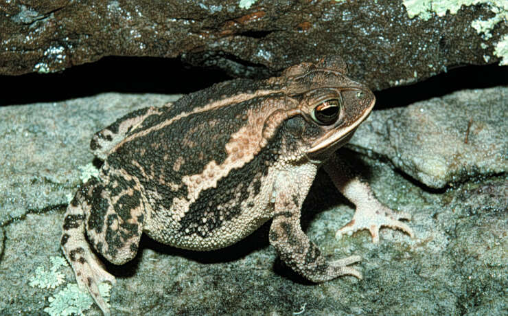 Image of gulf coast toad