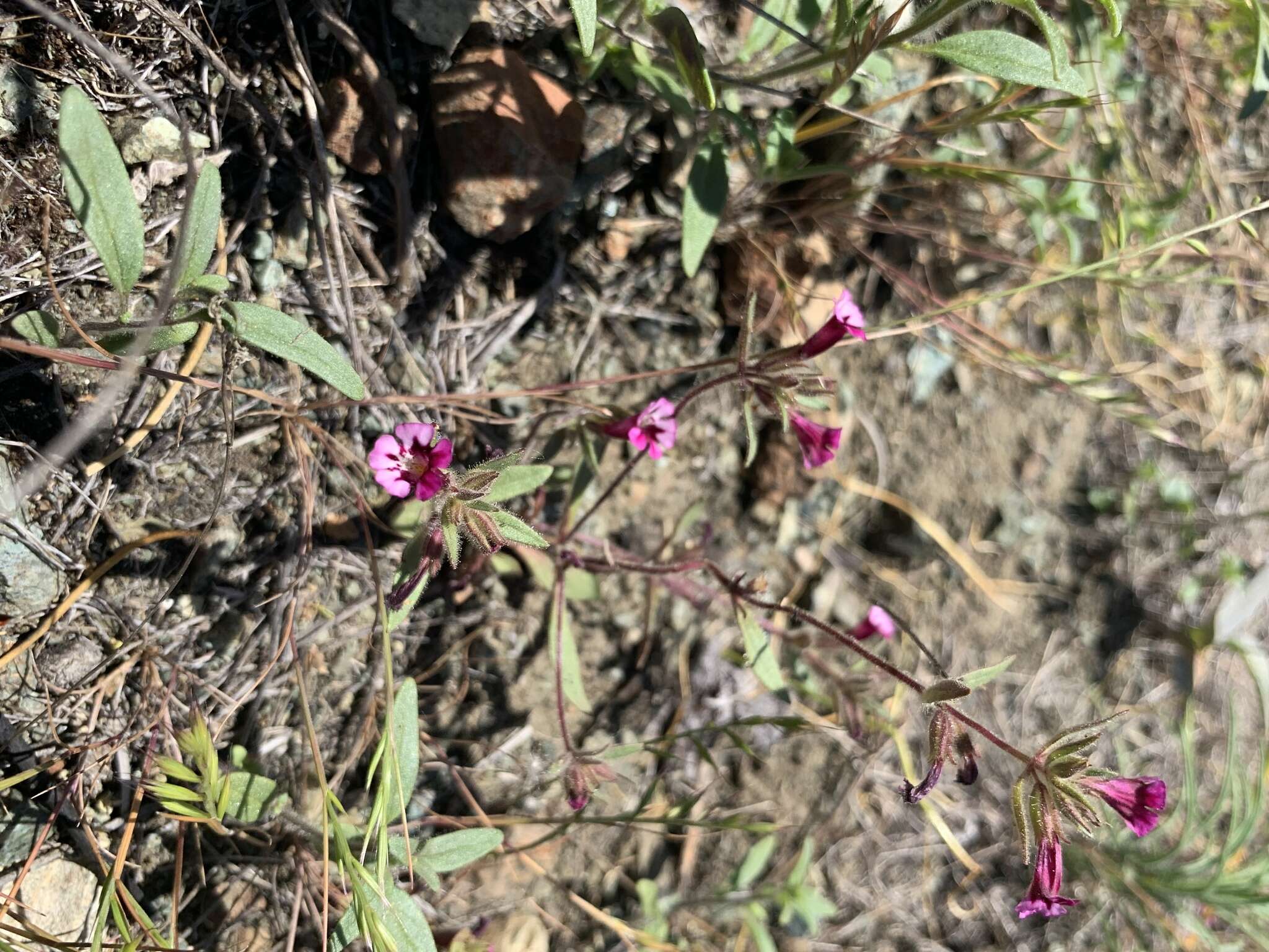 Image of Layne's monkeyflower