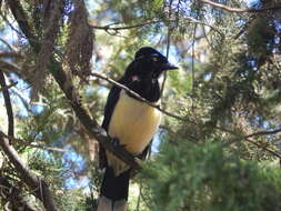 Слика од Cyanocorax chrysops (Vieillot 1818)