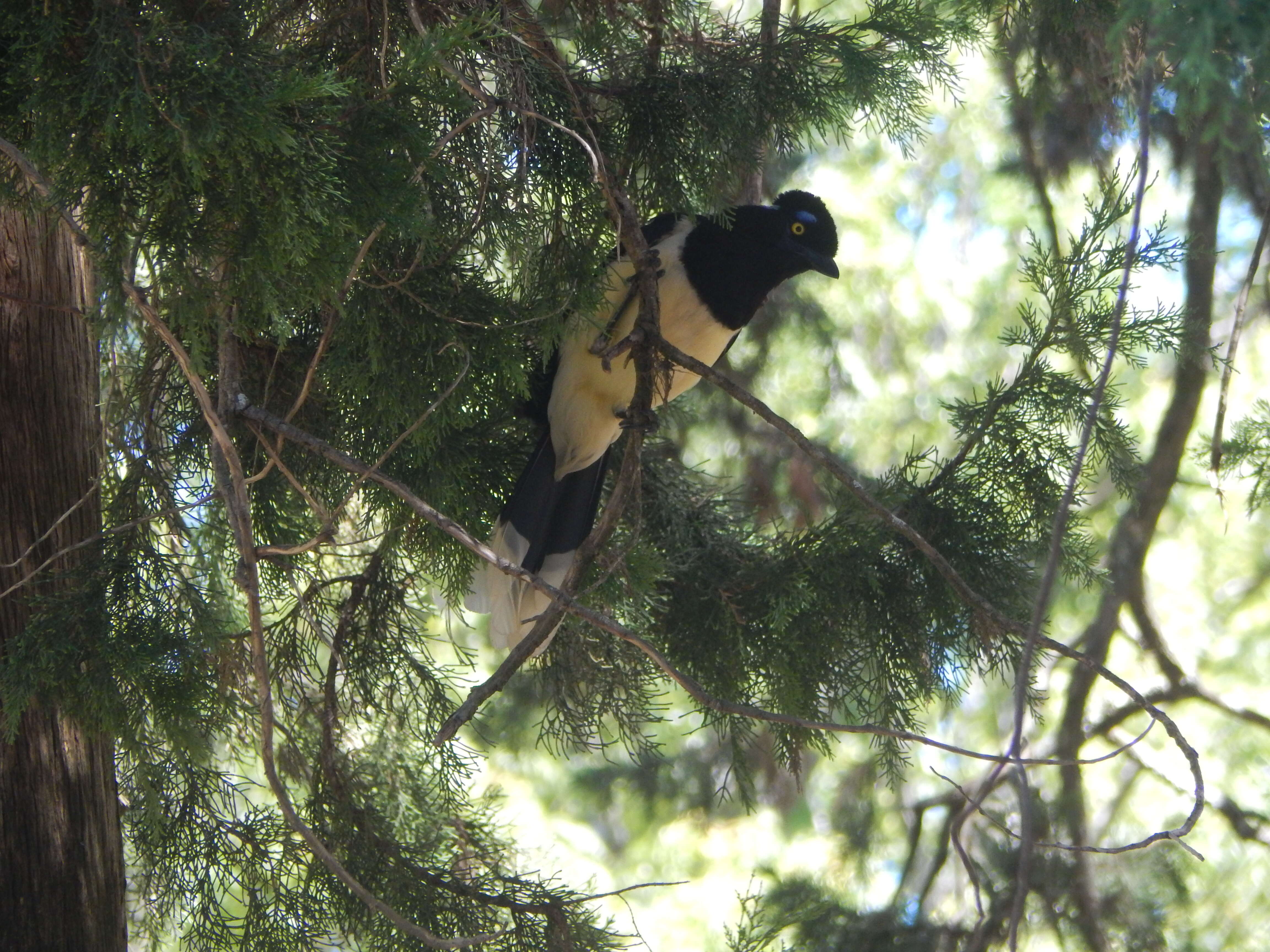 Image of Plush-crested Jay