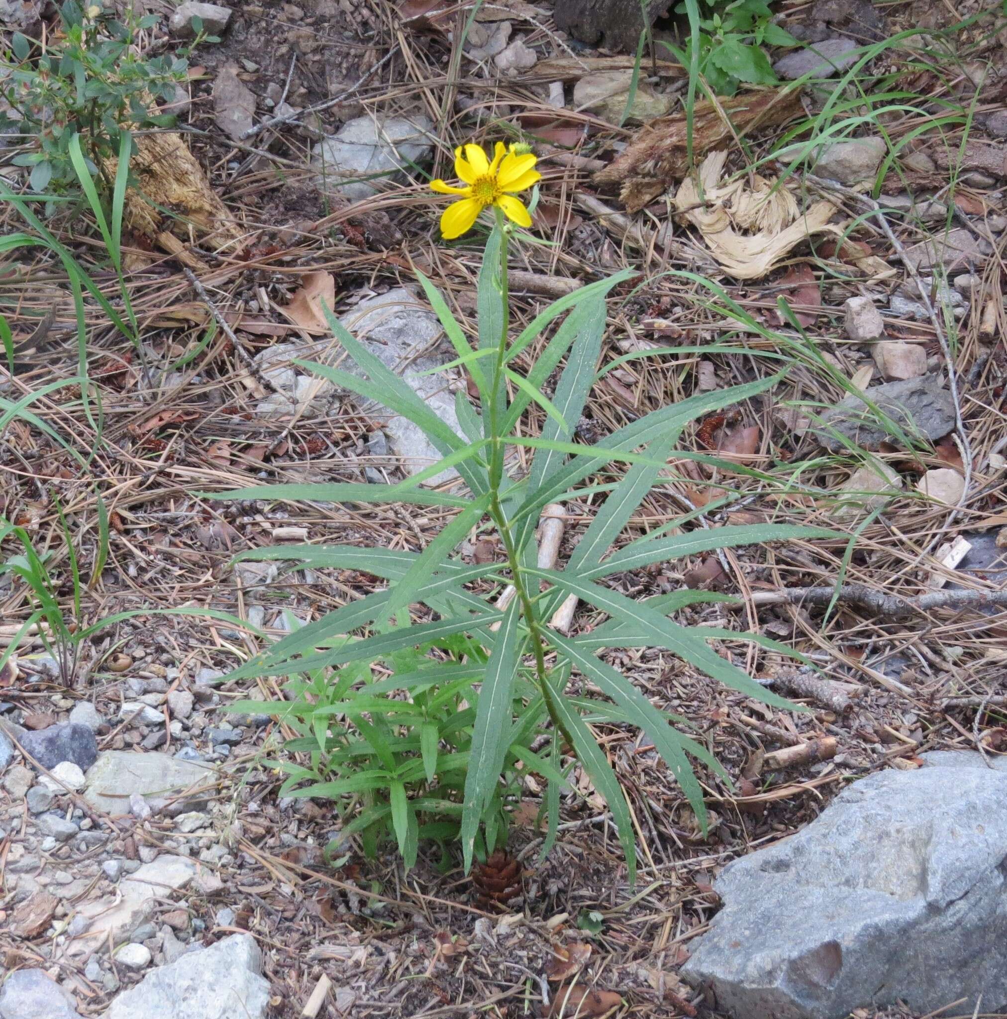 Sivun Verbesina longifolia (A. Gray) A. Gray kuva