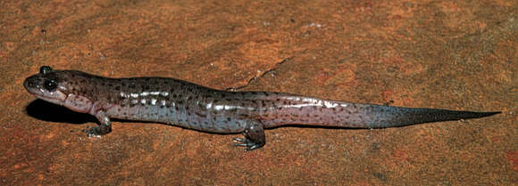 Image of Dusky Salamander