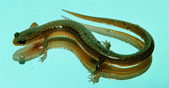 Image of Many-ribbed Salamander