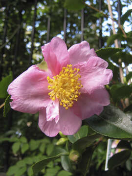 Image of Camellia sasanqua