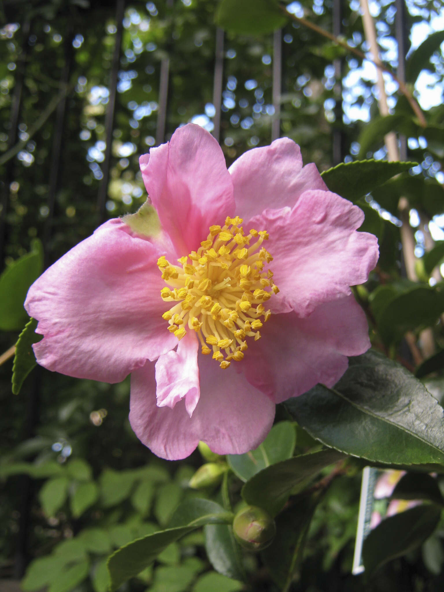 Image of Camellia sasanqua