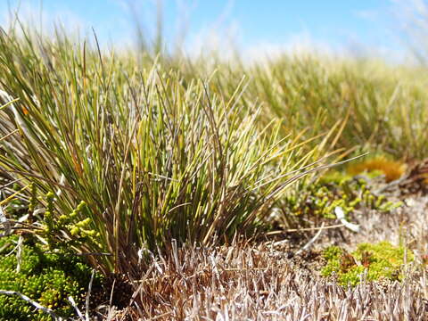 Image of Chionochloa australis (Buchanan) Zotov