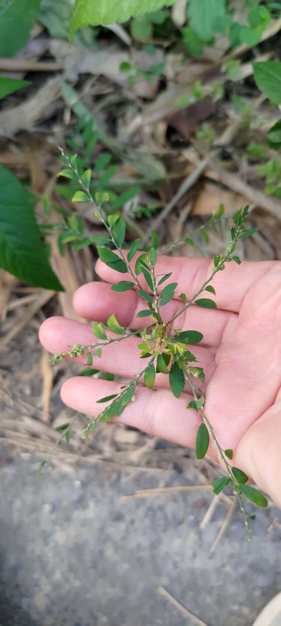 Phyllanthus debilis J. G. Klein ex Willd.的圖片