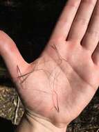 Image of Austrostipa pubinodis (Trin. & Rupr.) S. W. L. Jacobs & J. Everett